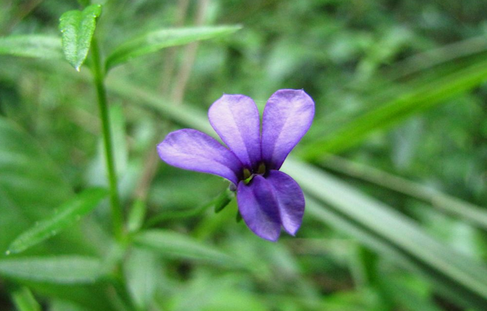 Monopsis stellaroides